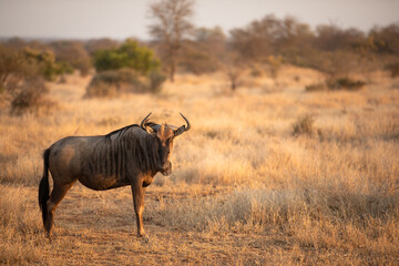 Blue wildebeest (Connochaetes taurinus) in beautiful morning light, Timbavati Game Reserve, South Africa.