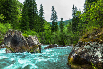 mountain river in the forest