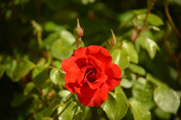 Rose rouge, de face