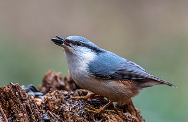A nuthatch sits on an old stump and holds a sunflower seed in its beak.