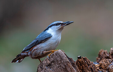 A nuthatch sits on an old stump and holds a sunflower seed in its beak.