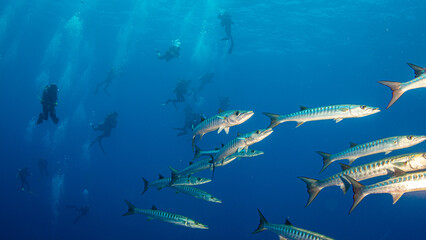 Ein Schwarm Barrakudas vor einer Gruppe Taucher im Blauwasser