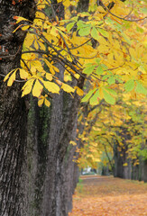 Autumn scenery of a tree-lined road with yellowing leaves.