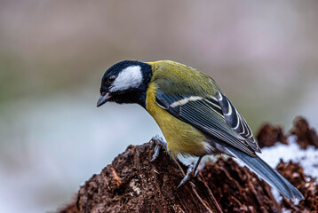 A tit sits on an old stump on a cloudy day in late autumn
