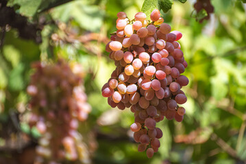 Bunch of pink grapes hanging from the vine in autumn in Tbilisi, Georgia