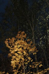 autumn in the forest