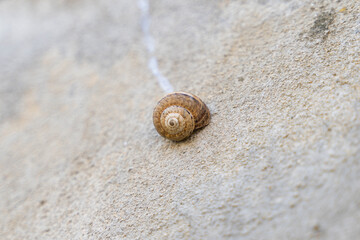 Beautiful brown snail left а trail behind, stuck on a wall. Selected focus.