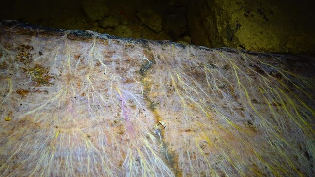 Creeping mold colonies on rotten wood and organic remains in the humid Odessa catacombs