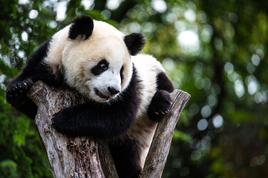 A giant panda bear climbing a tree