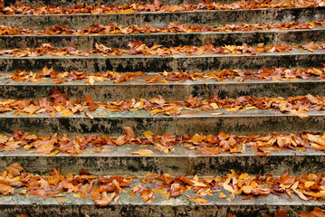 stairs with autumn leaves view on old stone steps in autumn park.