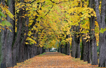 Autumn scenery of a tree-lined road with yellowing leaves.