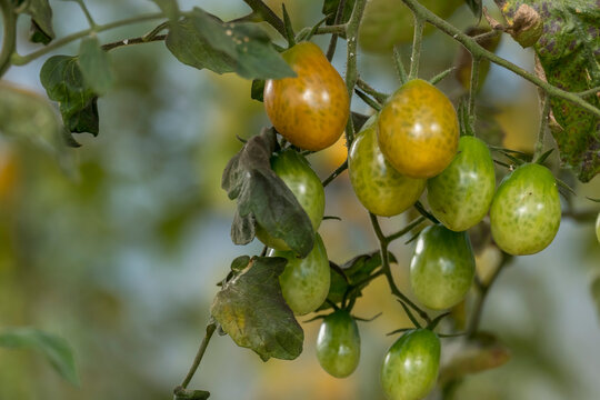 Datteltomaten, Sorte Cupido