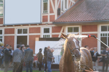 Thoroughbred horse resting after competition. Horse racing on sunny weekend. Rider or groom washing horse from hose with shower in paddock on background of spectators, guests and organizers of event