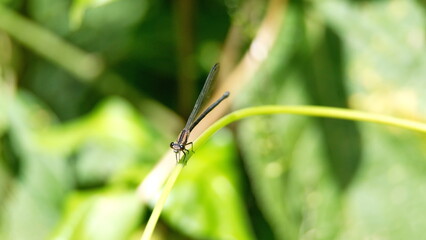 Damselfly on a stem in the Intag Valley, outside of Apuela, Ecuador