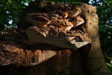 Conks of artists bracket or shelf polypore fungus growing on an old tree trunk, between moss and dead leaves - obrazy, fototapety, plakaty