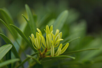 Nature of green leaves in garden at summer with sunlight. Natural green leaf plants using as spring background environment ecology or greenery wallpaper.