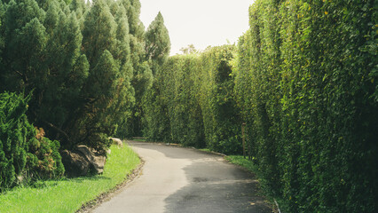 Natural public garden with green grass and tree, Green place with a freshness condition.