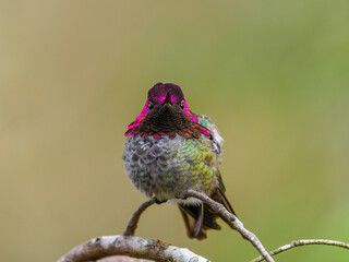 A male Anna's Hummingbird (Calypte anna) perched on a branch displaying his iridescent gorget...