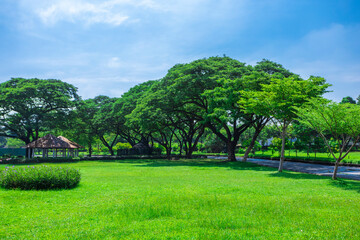 Natural public garden with green grass and tree, Green place with a freshness condition.