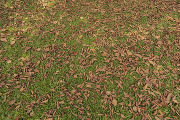 Nature of yellow leaves in garden at autumn with sunlight. Natural yellow leaf plants using as autumn background environment ecology or greenery wallpaper.