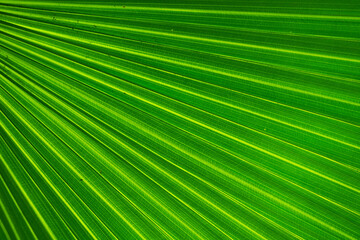 Nature of green leaves in garden at summer with sunlight. Natural green leaf plants using as spring background environment ecology or greenery wallpaper.
