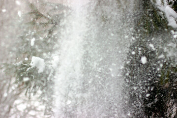 Spruce branch covered with snow