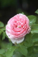 pink rose in garden