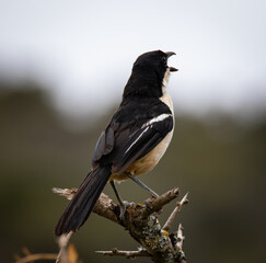 Southern fiscal, Butcher Bird