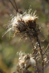 Obraz premium close up of wild plants
