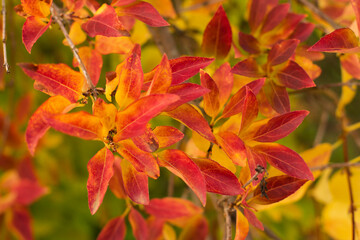 Yellow-red autumn leaves background