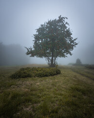 Tree standing alone on the field during the mystic foggy morning.