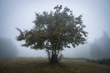 Tree standing alone on the field during the mystic foggy morning.
