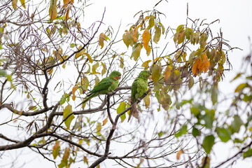 Rare parrot, parakeet Brazilian (Psittacara leucophthalmus) known as 