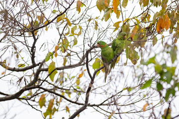  Rare parrot, parakeet Brazilian (Psittacara leucophthalmus) known as 