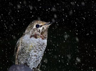 Anna's hummingbird in the darkness during snowfall