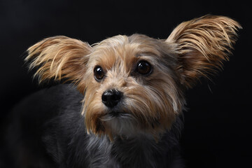 yorkshire terrier portrait