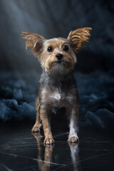 yorkshire terrier 