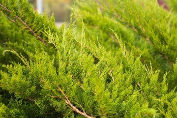 A thuja bush on a flowerbed in the park
