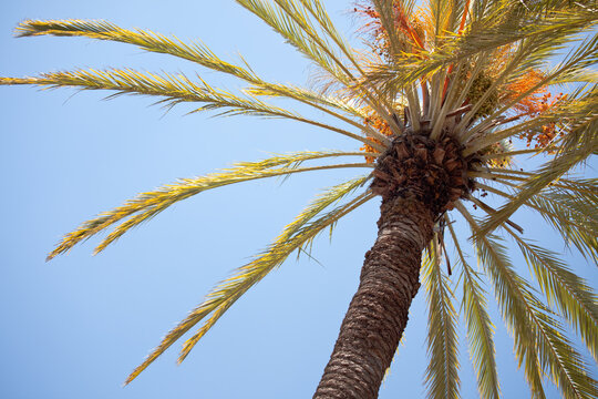 Tropical Palm Tree and Clear Blue Sky.