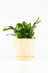 On a white background, a young plant of zygocactus Schlumbergera in a light pot.