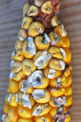 Hurt in the grain of corn cobs