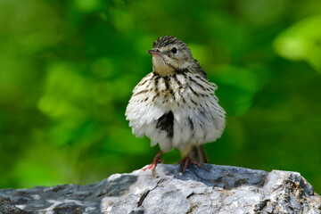 Tree Pipit // Baumpieper (Anthus trivialis)