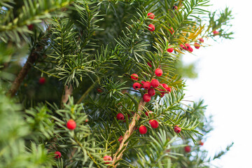 Branch of berry yew with red berries