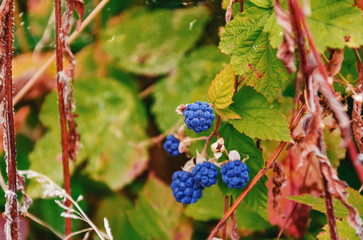 Delicious blackberries on a green branch in the forrest. Selective focus