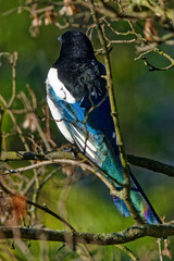 Magpie photographed with a telephoto lens.