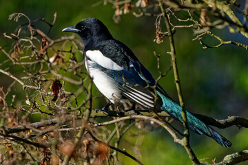 Magpie photographed with a telephoto lens.