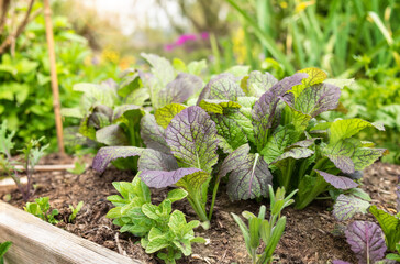 Mustard plants in garden with defocused foliage. Close up of many green and purple mustard leaves...