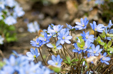 Beautiful flower  growing in the garden are depicted close-up