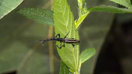 Black, long-necked beetle on a leaf in the Intag Valley, outside of Apuela, Ecuador
