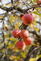 red apples on the tree